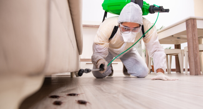 Cockroach Pest Control: Cost, Pricing Factors & Treatment – FS UK